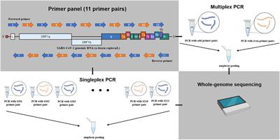 Rapid and sensitive amplicon-based genome sequencing of SARS-CoV-2